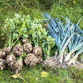 Leek Seeds - Giant Musselburgh - 0.25 Oz ~2750 Seeds - Allium porrum - Farm & Garden Vegetable Gardening & Microgreens Seeds - Non-GMO, Heirloom, Open Pollinated, Annual