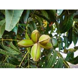 Pecan Fruit Tree Seedlings for Planting - No Ship to California - Grow Pecans (5 Trees)