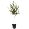 Gravenstein Apple Tree, Premier Size, Fruits 2 Years Faster, Largest