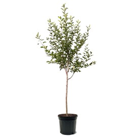 Gravenstein Apple Tree, Premier Size, Fruits 2 Years Faster, Largest Deliverable Size, 7 gal. Nursery Pot (Due to Agricultural Laws, we Cannot Ship to CA, AZ, AK, or HI)