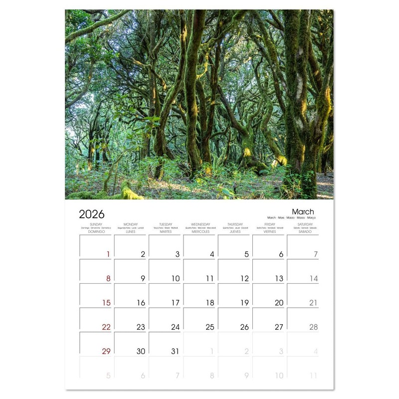 Wonderful World - Forests (Monthly Wall Calendar 2026 16.5" x