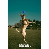 DDCAN Blue Rubber Dog Ball 80mm Strong and Durable High