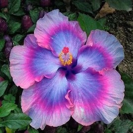 Nygardenia 30pcs Multicolor Hibiscus Seeds - Rare Non-GMO Heirloom Variety for Your Garden