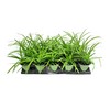 Big Blue Liriope Muscari - 3 Live 4 Inch Pots