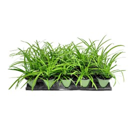 Big Blue Liriope Muscari - 3 Live 4 Inch Pots - Drought Tolerant Low Maintenance Evergreen Plants Grass Lilyturf