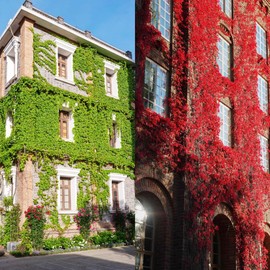 100+ Seed Ivy Vine Liana Green Seeds for Planting Outdoors Vines Climbing Ground Creeping Plants Bonsai Home