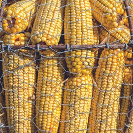 Organic Northstine Dent Corn 10g ~30 Seeds – Non-GMO, Open-Pollinated – High Starch for Milling & Livestock Feed – 100+ Days to Maturity – Ideal for Farms & Homesteads