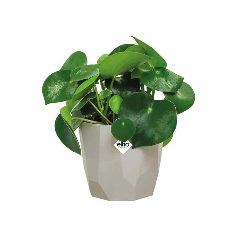 elho B.for Rock 14 - Flower Pot for Indoor -