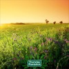 Thursday Plantation-Peppermint Oil 25ml