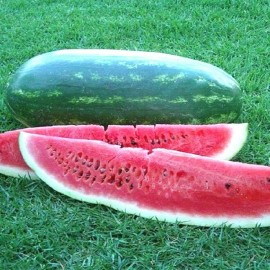 The Gardening World 40 Congo Watermelon Seeds Heirloom - Non-GMO - Always Fresh Seeds!