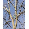 THORIUM Arborist Throw Weight Bag Set Kit - Bright Green