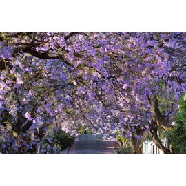 25PCS Blue Jacaranda Mimosifolia Seeds Fast Growing Perennial Flowering Tree Seeds