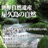 Organic Yakushima Roasted Tea (Tea Bags) [Mf1/3]