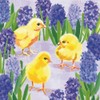 Baby Chicks Themed Party Napkins - 40 CT | 2