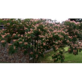 Greenhouse Magic Pink Mimosa 10+ Seeds Persian Silk Albizia Julibrissin Silk Flower Plant Bonsai