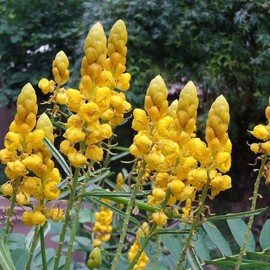 Cassia Alata Seeds Senna Alata Exotic Evergreen Shrub Perennial Deer Resistant Ornamental Bee-Attracting Rock Garden Border Landscape Outdoor 20Pcs by YEGAOL Garden