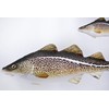 Gaby Fish Pillows: Atlantic Cod: Mini