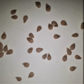 PAPAW'S GARDEN SUPPLY LLC. HELPING The NEXT GENERATION GROW, Carbon Tomato Seeds, NON-GMO, 1 Pack of 25 Seeds