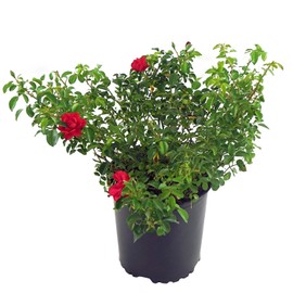 Live Plant from Green Promise Farms Flower Carpet Roses ROSA `FLOWER CARPET SCARLET` Red Flower Shrub #2 Size Container Scarlet Red