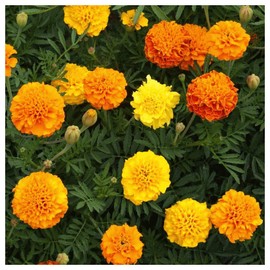 Everwilde Farms - 1/4 Lb Petite Mix French Marigold Wildflower Seeds - Gold Vault