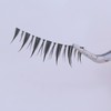 Bodermincer KT20 Natural Top Eyelashes, Popular Handmade, Actress Eyelashes, 5