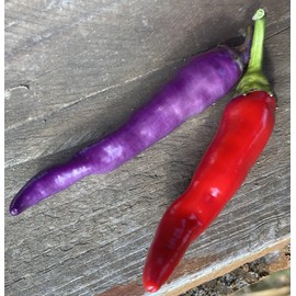 Buena Mulata Spicy Purple Pepper Premium Seeds for Planting Packet