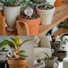 Voarge Pack of 12 Small Watering Balls, Potted Plants, Self-Watering,