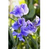 Blue Sweet Pea Seeds Lathyrus Odoratus 10 Seeds for Planting