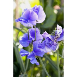 Blue Sweet Pea Seeds Lathyrus Odoratus 10 Seeds for Planting Fragrant Flower Garden Beds Hanging Baskets