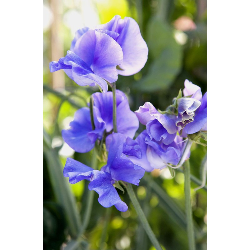 Blue Sweet Pea Seeds Lathyrus Odoratus 10 Seeds for Planting