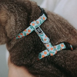 Tella & Stella-Cat Harness with Sturdy 4 Point Buckle for Safety-Adjustable to 7" to 12" for The Neck & 10" to 17" for Chest- Light & Soft for The Confort of Your Cat. (Peach)