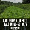 Domain Outdoor Incognito Deer Plot Seed, 1/4 Acre, Create Concealment