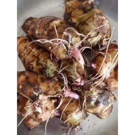 Jerusalem Artichokes Sunchoke Organic Rooted Fuseau 茯神 Sunchoke Jerusalem Artichoke Helianthus tuberosus 8 oz