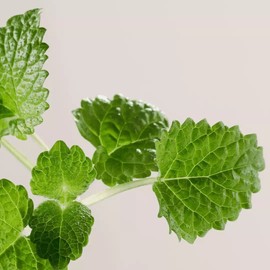 PAYOT PATE GRISE Rebalancing Purifying Mask 75ml