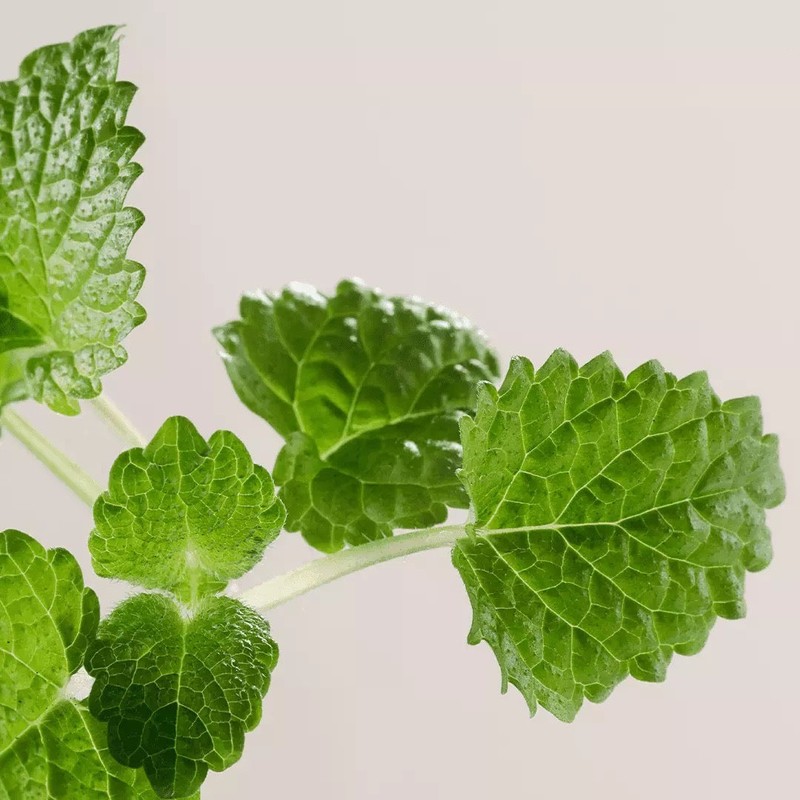 PAYOT PATE GRISE Rebalancing Purifying Mask 75ml