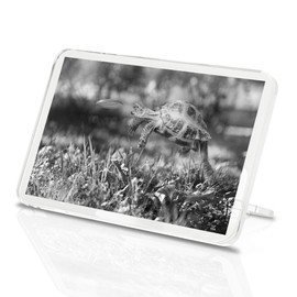 1 x Fridge Magnet - Tortoise Turtle Jumping Frisbee #36328