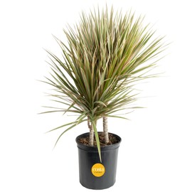 Costa Farms Dracaena Marginata Magenta Madagascar Dragon Tree Live Indoor Plant, 3 to 4-Feet Tall, Potted in Grower's Pot