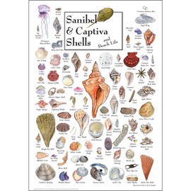 Earth Sky + Water - Sanibel & Captiva Shells & Beach Life - Poster
