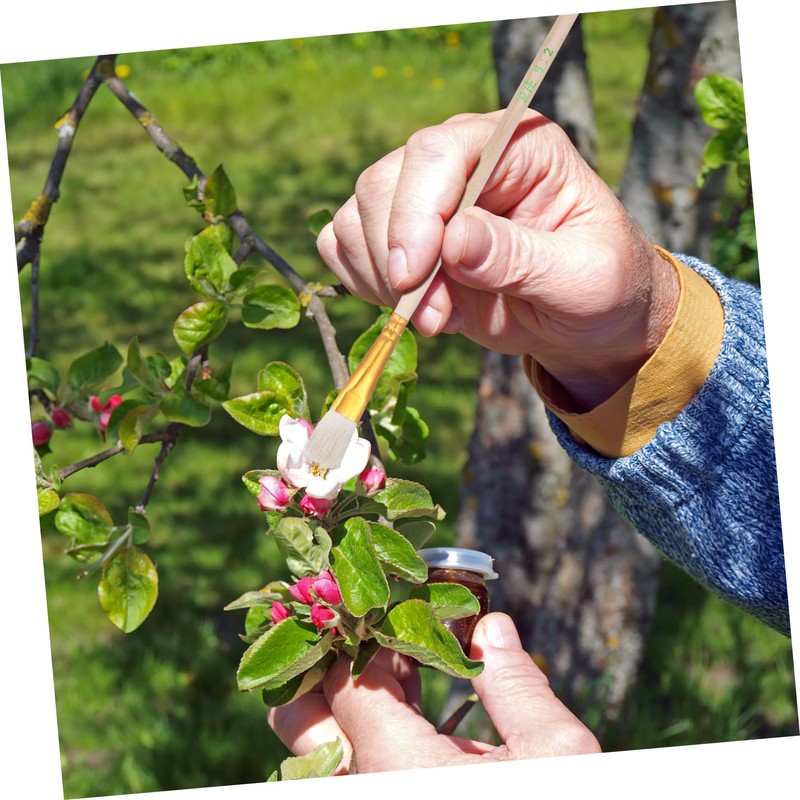 BESPORTBLE Pollination Brush, 8pcs Vegetable Pollinator Succulent Plant Pollination Tools,