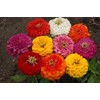 Zinnia Dahlia Flowered Mixture Nice Garden Flower by Seed Kingdom