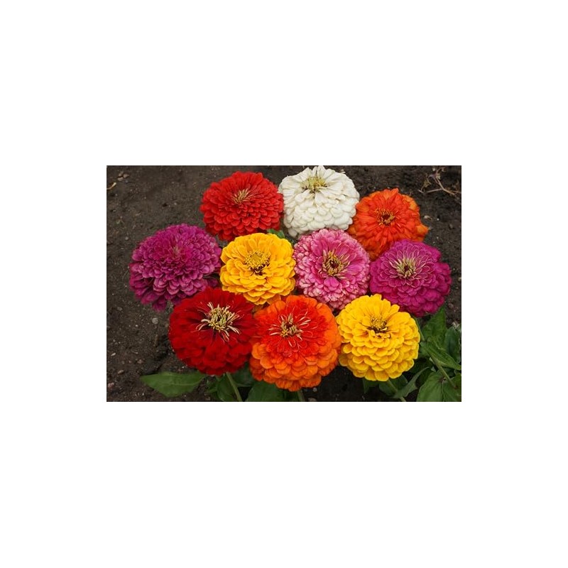 Zinnia Dahlia Flowered Mixture Nice Garden Flower by Seed Kingdom
