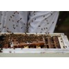 Global Patties 4% Pollen Patties for Bees | 10 lb