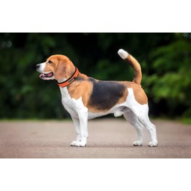 Reflective Dog Collar, Comfy Soft Neoprene Padded, Heavy Duty Nylon Pet Collars with Metal Buckle Adjustable for Small Medium Large X-Large Dogs(Purple,L)