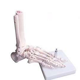 BoNew - Anatomical Skeleton Foot Model Life Size