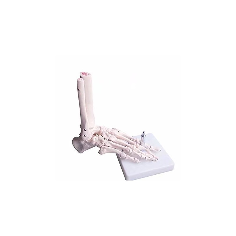 BoNew - Anatomical Skeleton Foot Model Life Size