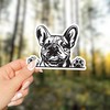 French Bulldog Frenchie Dog Peeking Vinyl Sticker - for Water