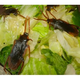 TheGag 144 cucarachas falsas - Regalo de broma de aspecto real - Asquea y asusta Falsos