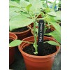 W0877 Garland 15cm (6") Black Plant Labels (50)