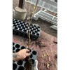 Pakistan Long Mulberry Tree - Morus Macroura Long Mulberry -