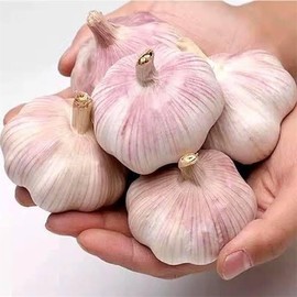 5X Fresh Purple Wight Garlic Bulbs for Planting Autumn and Spring, Premium Quality UK Weather Friendly Bulbs